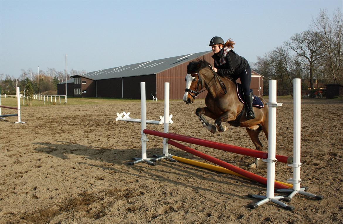 Hollandsk Sportspony sofus (R.I.P) - springtræning :-* billede 13