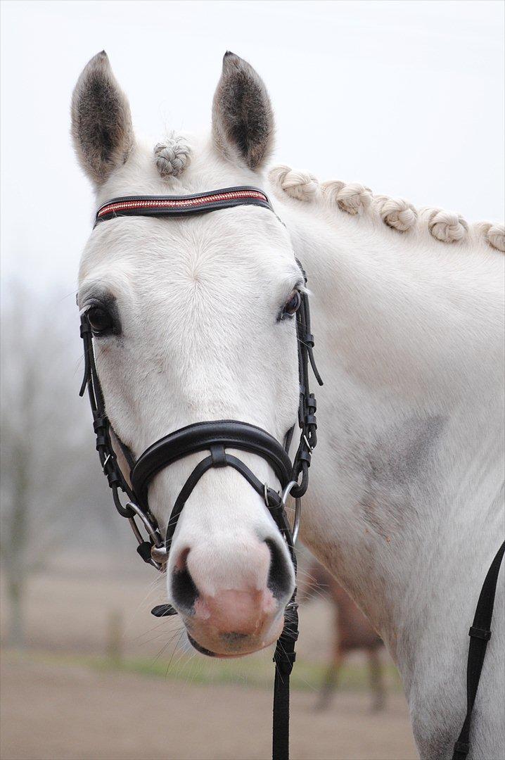 Anden særlig race Silver Moon billede 3