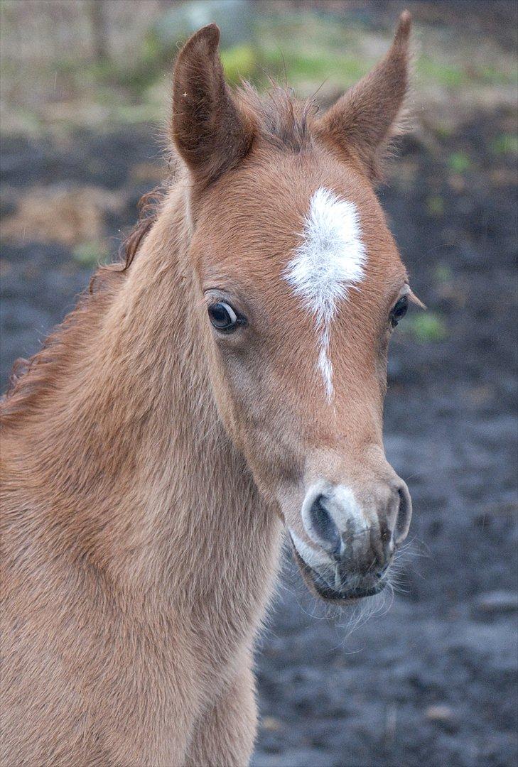 Arabisk fuldblod (OX) EA Dimetri´s Destination billede 12