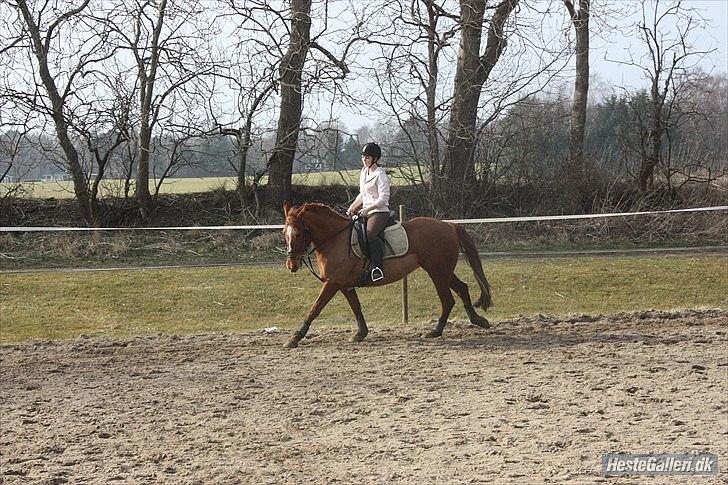 Frederiksborg Bibi  (Solgt) billede 15
