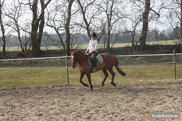 Frederiksborg Bibi  (Solgt) billede 16