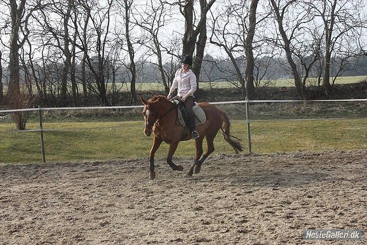 Frederiksborg Bibi  (Solgt) billede 17