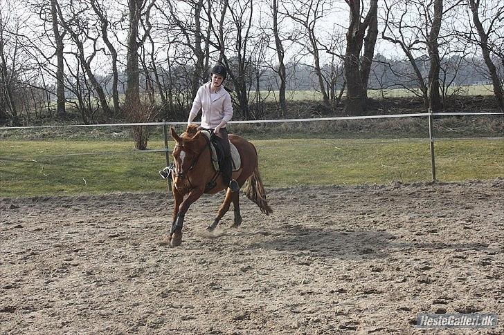 Frederiksborg Bibi  (Solgt) billede 18