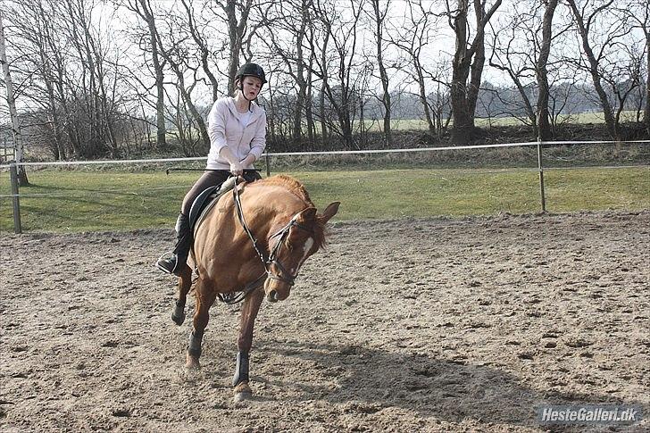 Frederiksborg Bibi  (Solgt) billede 19