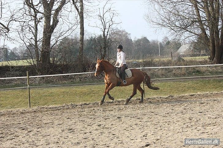 Frederiksborg Bibi  (Solgt) billede 20