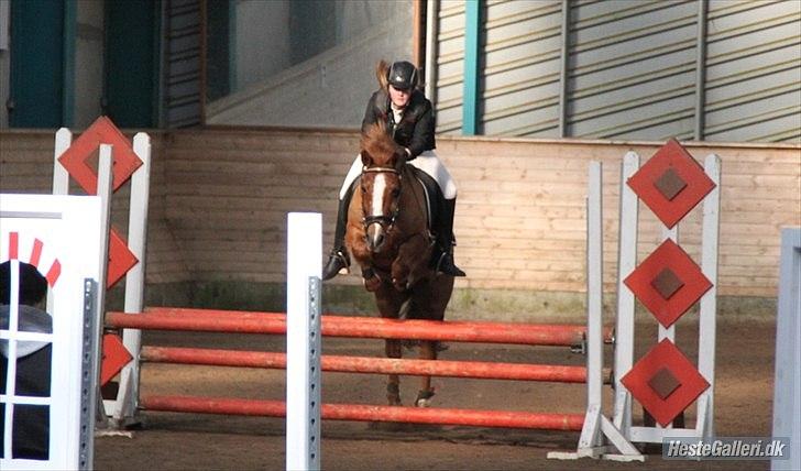 Anden særlig race Aschia - Sønderborg- 1 plads :-) billede 7