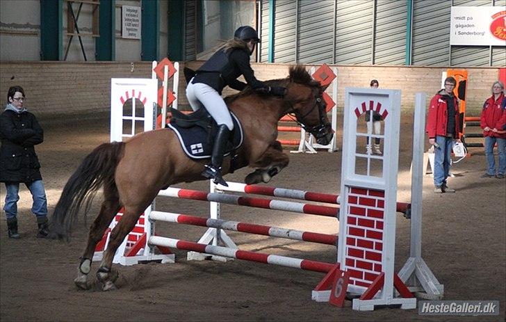 Anden særlig race Aschia - c-stævne i Sønderborg - 1 plads :-D billede 8
