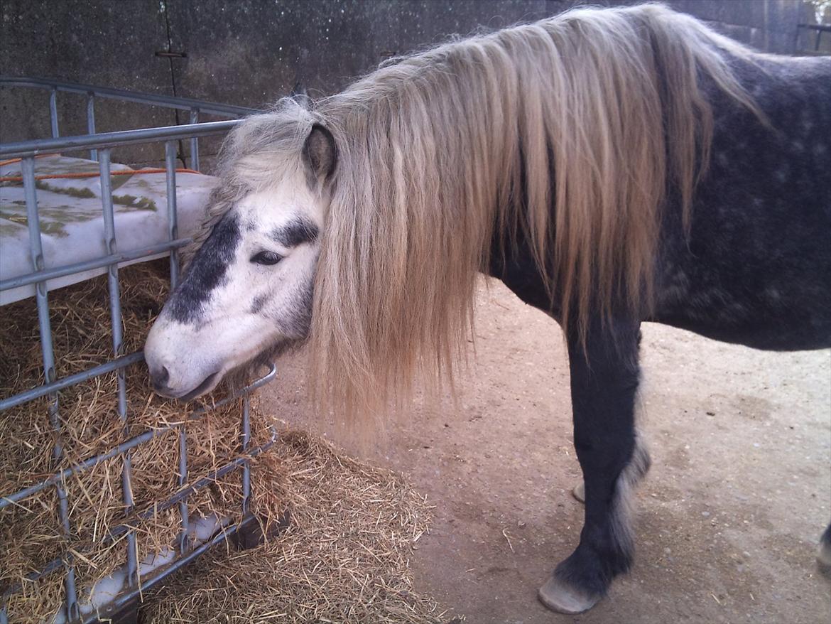 Highland Pony Trailtrow Ghillie Dhu billede 9