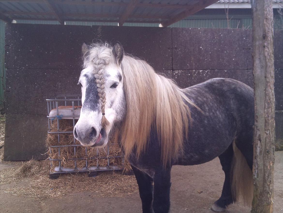 Highland Pony Trailtrow Ghillie Dhu - Gumlende og tilfreds billede 10