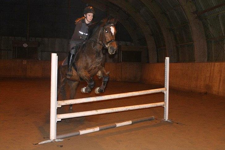 Dansk Varmblod Madame Moiselle - Musen og jeg hygger os med springningen! Foto: Kristine Hansen billede 16
