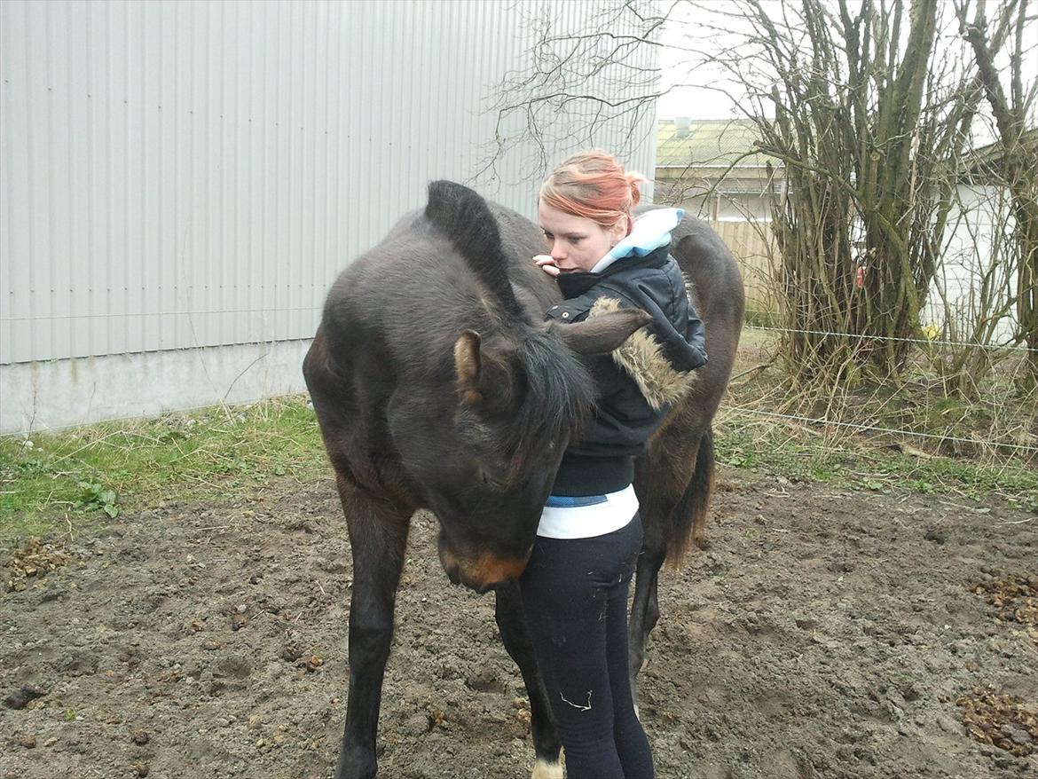 Oldenborg Akeem <3 - 
Akeem synes lige han skulle lægge sit hovede op af mig og skubbe lidt :) billede 13