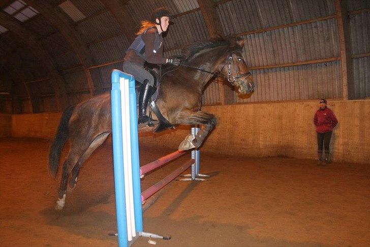 Dansk Varmblod Madame Moiselle - Yeehaa!
Foto: Kristine Hansen billede 20