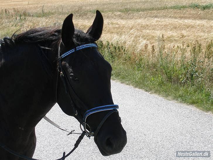 Oldenborg Zeus - Red billede 8