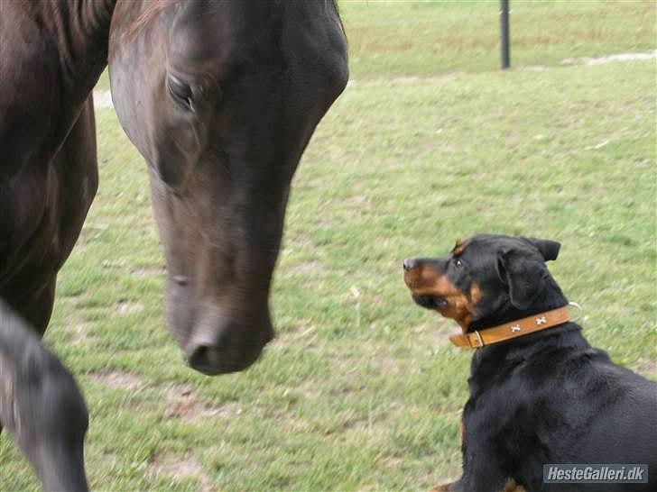Oldenborg Zeus - Red billede 9