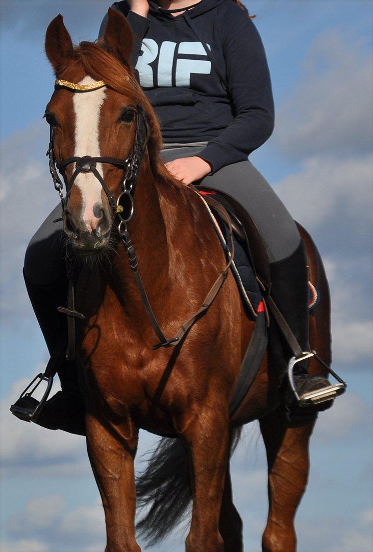 DSP Pyrrhula [Himmelhest] - Pyllen på tur :D billede 14