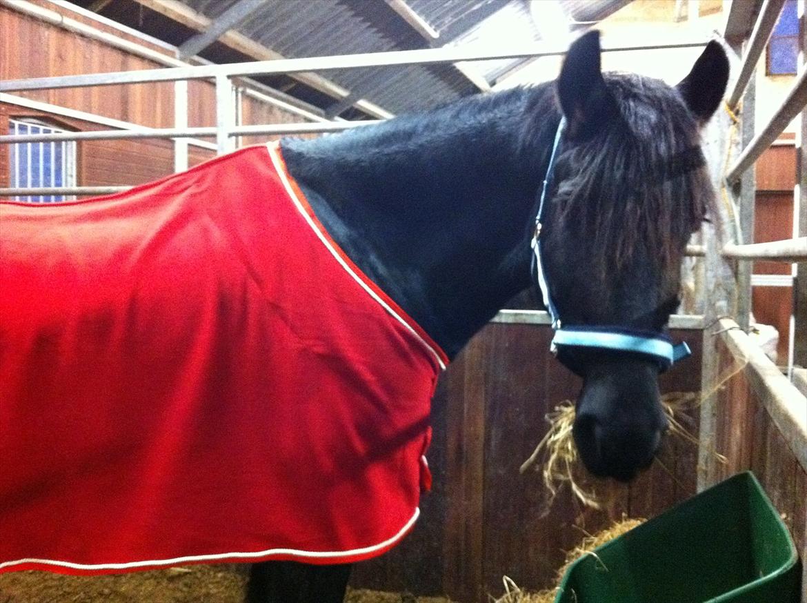 Anden særlig race Sampaio (aflivet) billede 6