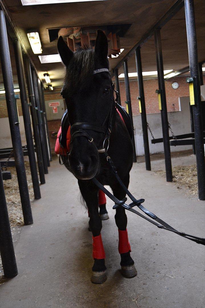 Anden særlig race "Beauty" - Sød!<3 billede 7