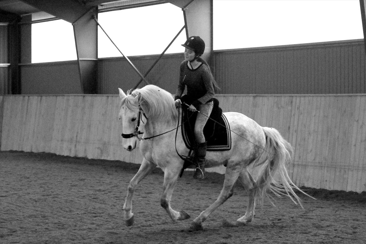 Lusitano Urque - 7# NYT. Kursus v. Hanna Engström. Marts 2012 billede 7