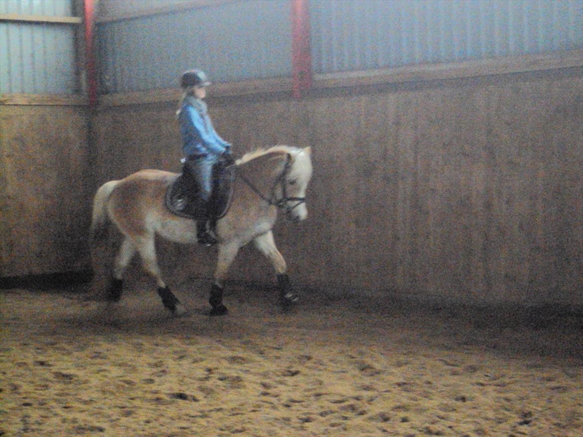 Tyroler Haflinger Bonny - Bonny i Gærup - 18. marts billede 9
