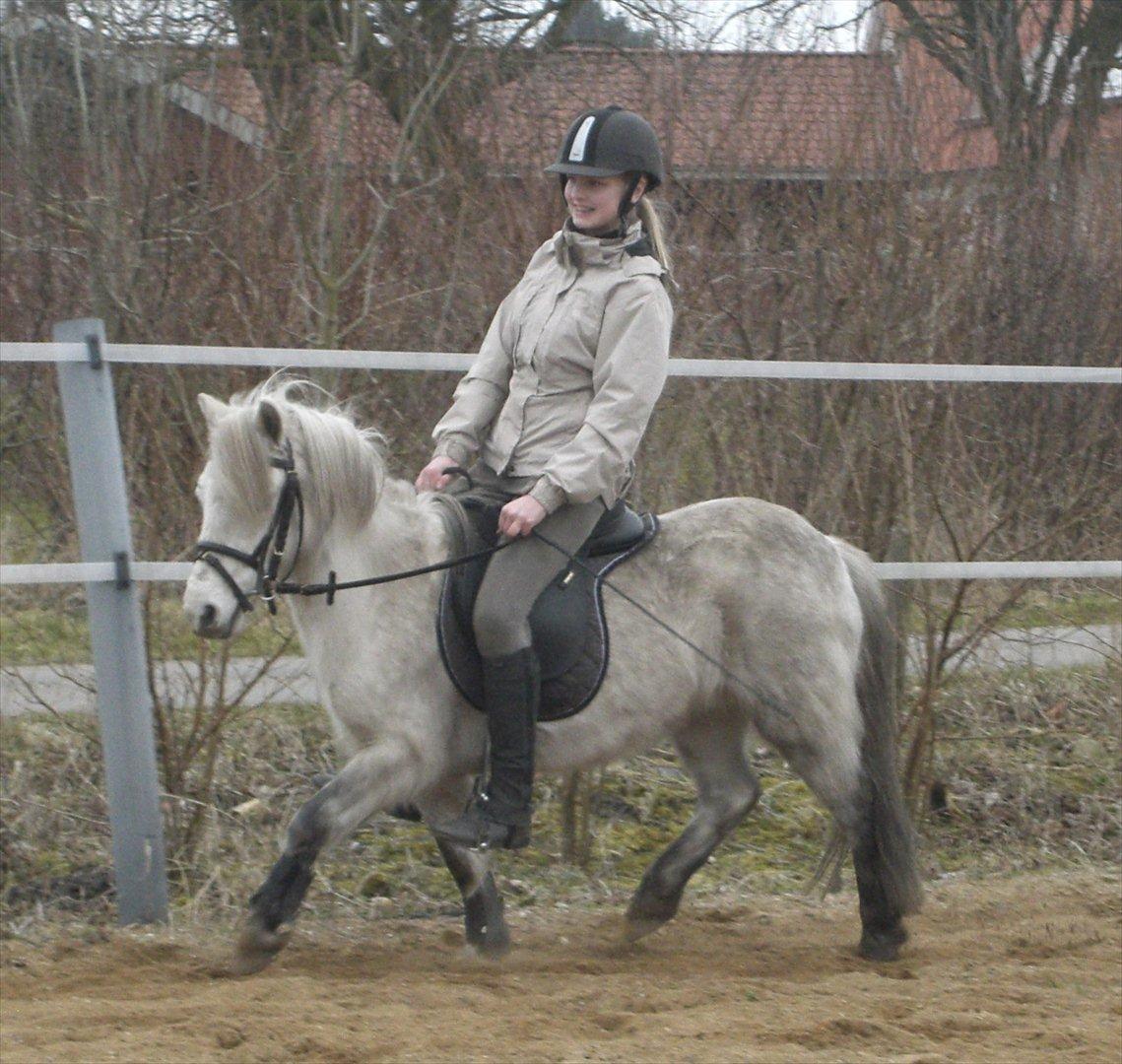 Anden særlig race Welsh mountain Mille SOLGT billede 14