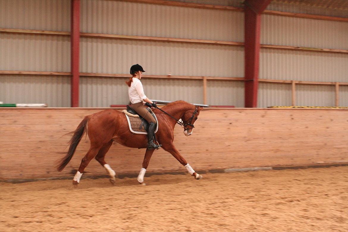 Fuldblod (XX) Clarity XX billede 11