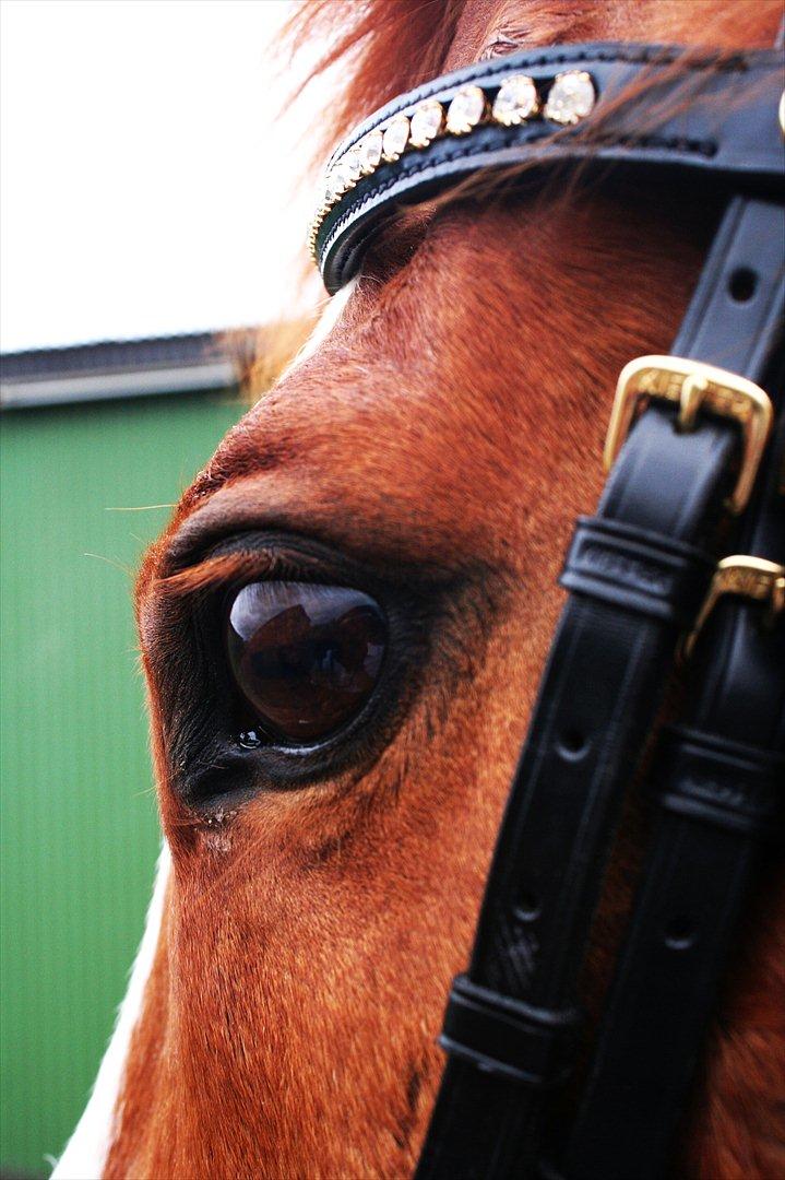 Fuldblod (XX) Clarity XX billede 16