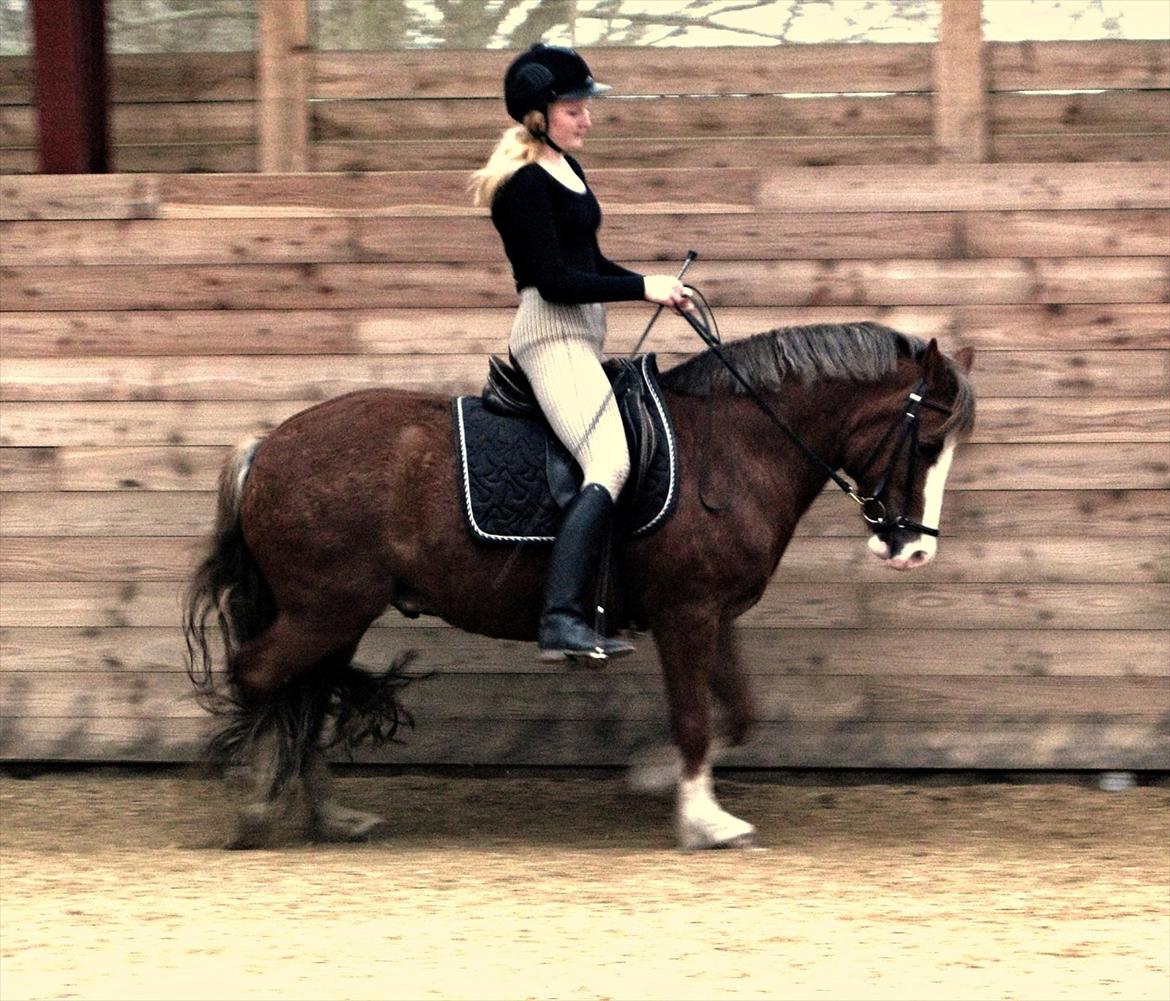 Welsh Pony af Cob-type (sec C) Red Hot Chilli Pepper billede 6