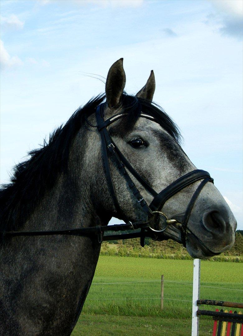 Dansk Varmblod Amona - Smukke Amona!<3 billede 4