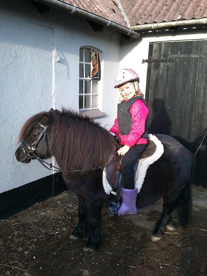 Shetlænder Labbenhus Frederik - Kira og Frederik 2012 billede 2