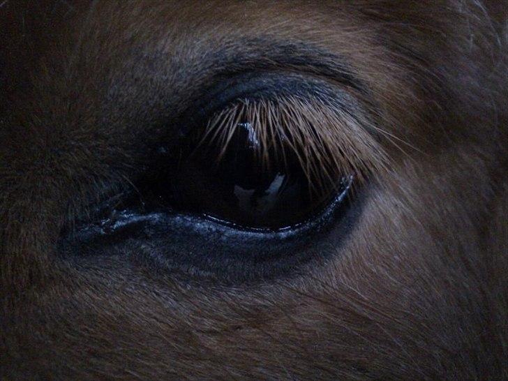 Anden særlig race Freja min gamle passer - hendes smukke øje<3 billede 3