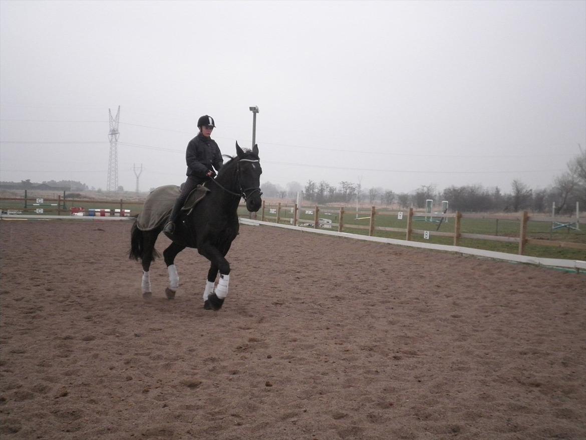 Oldenborg Buster  billede 11
