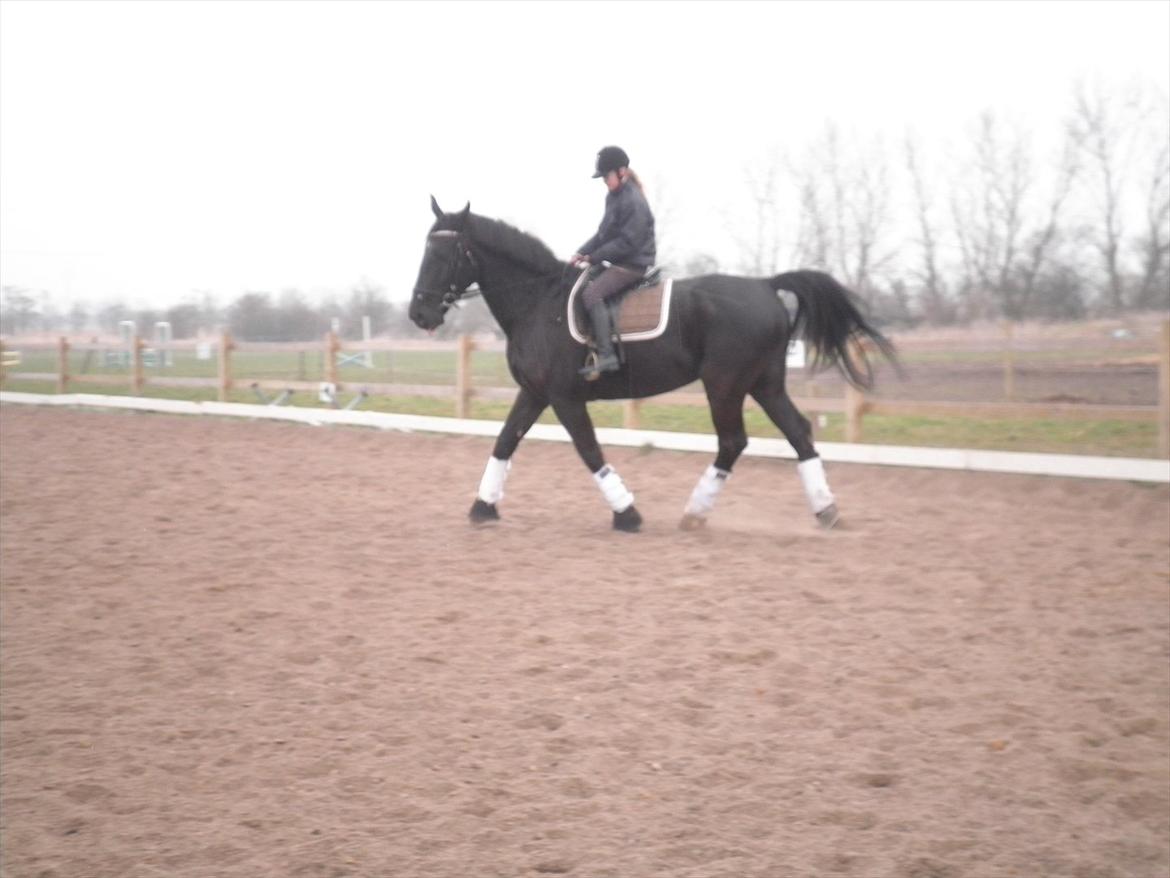 Oldenborg Buster  billede 2