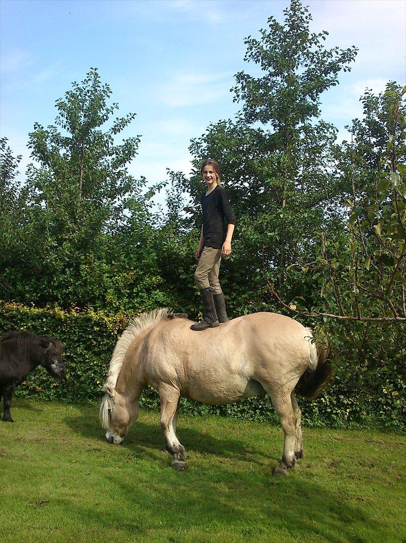 Fjordhest Lukas  - Rikke og Lukas:-* billede 1