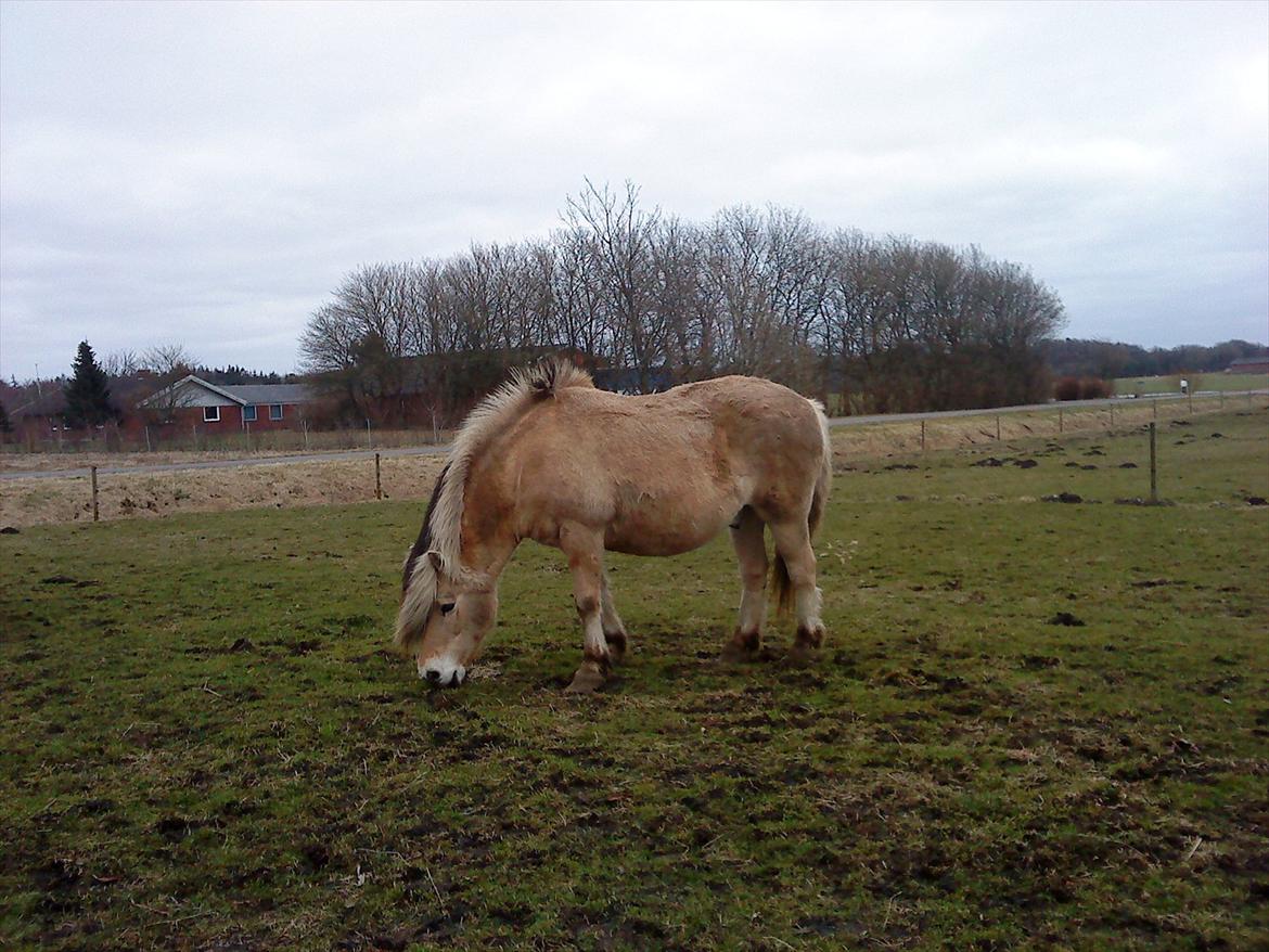 Fjordhest Lukas  - Lukas når han er beskidt og elsker græs  billede 3