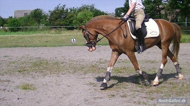 Hollandsk Sportspony U-peter - part of me <3 LHJ foto billede 18