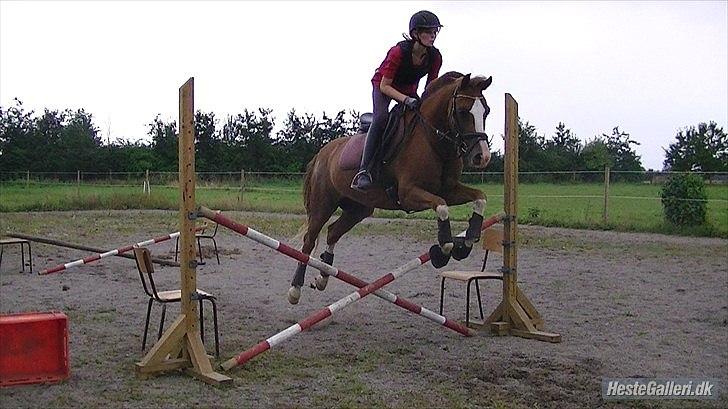 Hollandsk Sportspony U-peter - Jeg har fundet min soulmate <3 billede 6