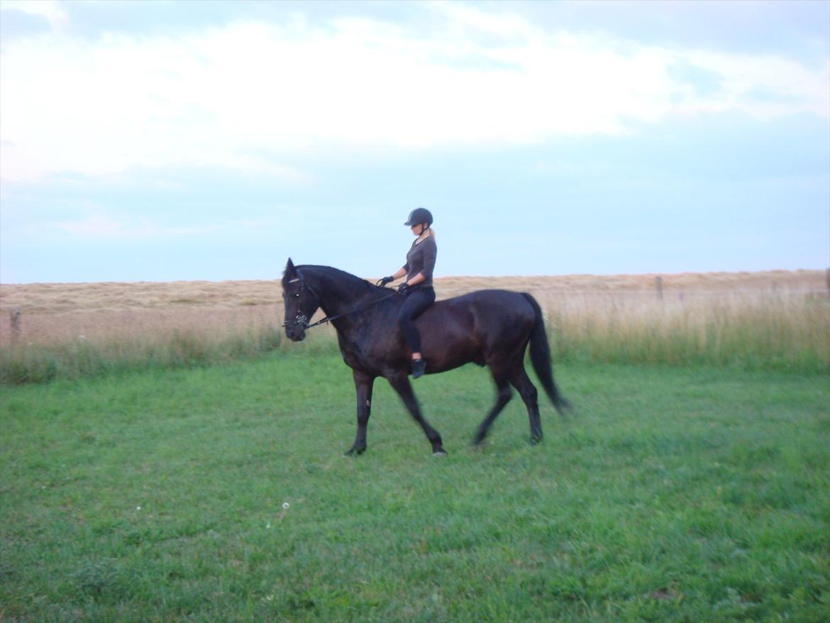 Oldenborg Jaro RIP<3 billede 13