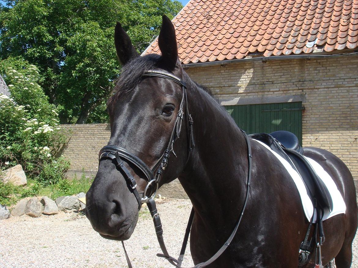 Oldenborg Jaro RIP<3 billede 14