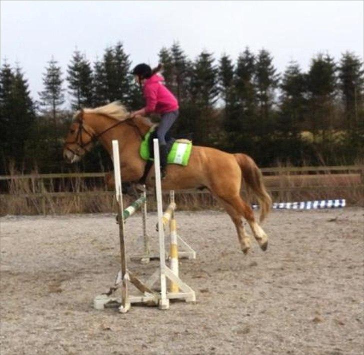 Anden særlig race Valentino <3 *Tino* | My Soulmate|<3 - 105 cm :O<3 Perfekt ponydyr<3 billede 14