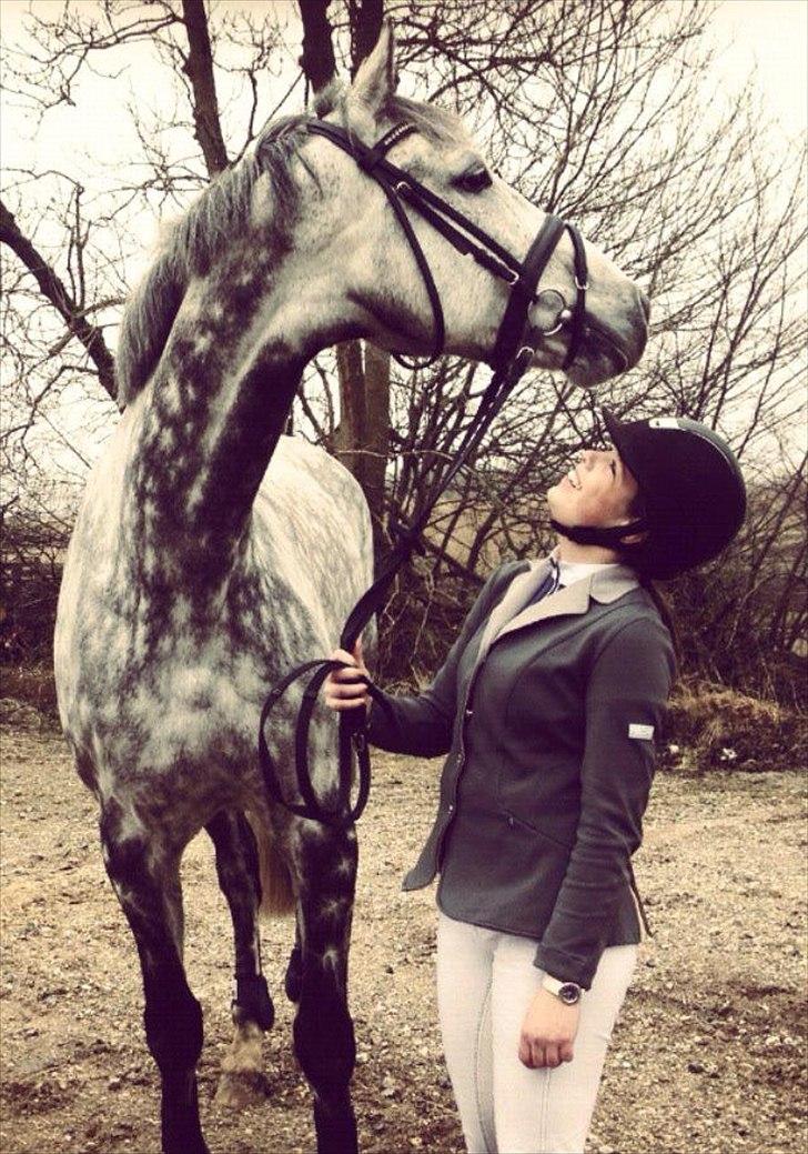 Dansk Varmblod Nicolina Lille Lunden - Verdens dejligeste hest <3  billede 4