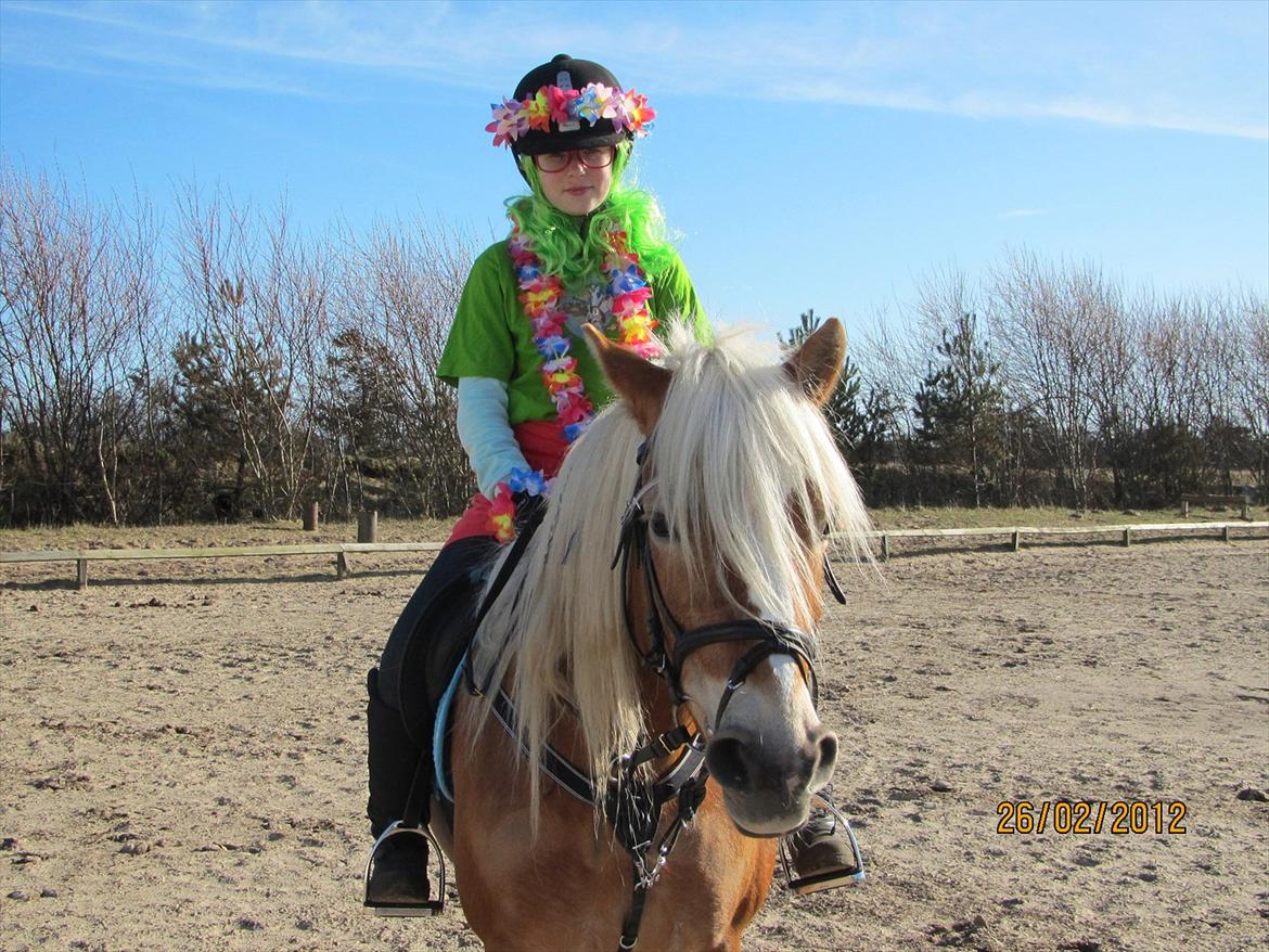 Haflinger Kim Van de mini Hoeve - Ringridning 2012 billede 16