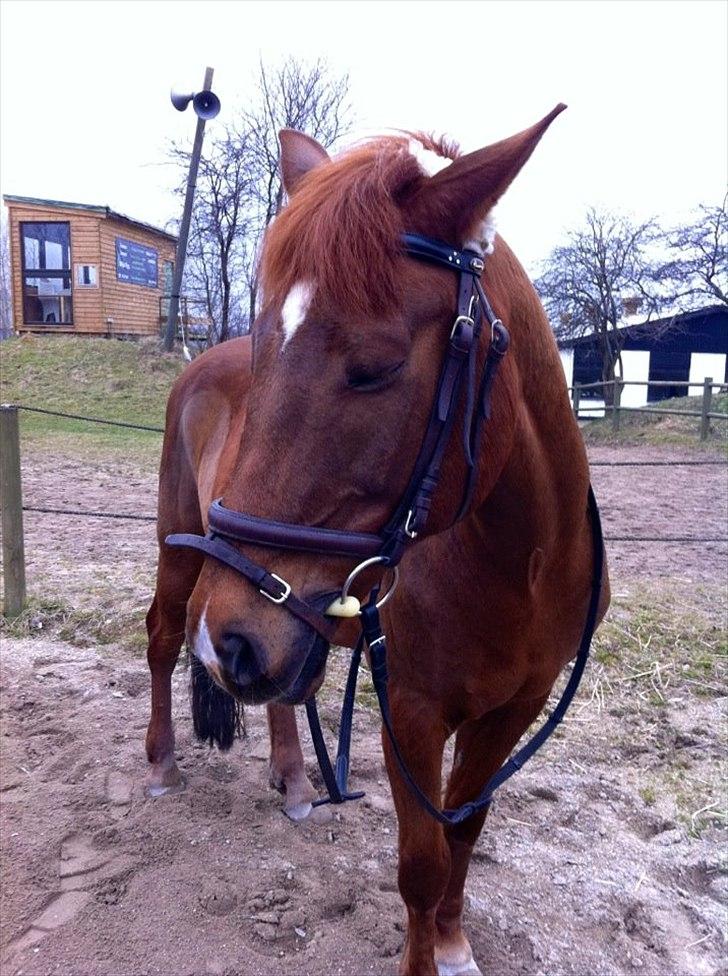 Anden særlig race kalula - nej hvor jeg elsker dig'
 billede 1