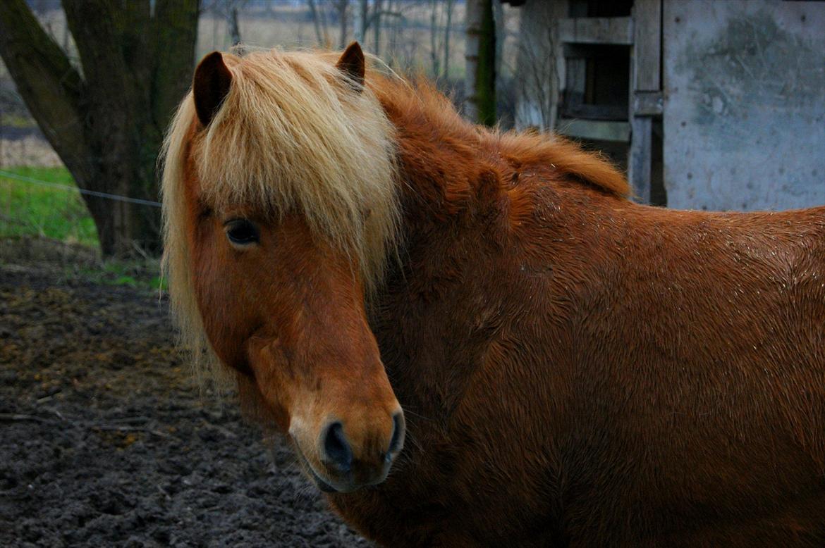 Islænder Stjarni - flotte hest :D billede 12