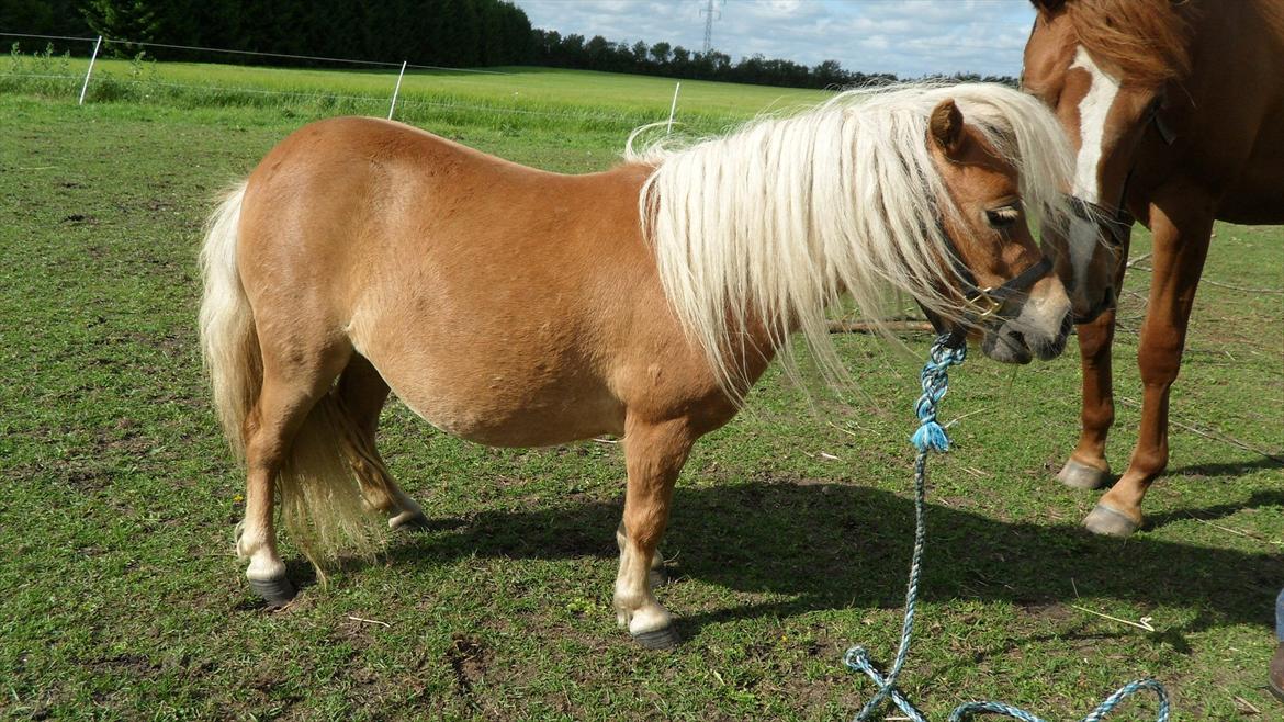 Miniature Puf billede 4