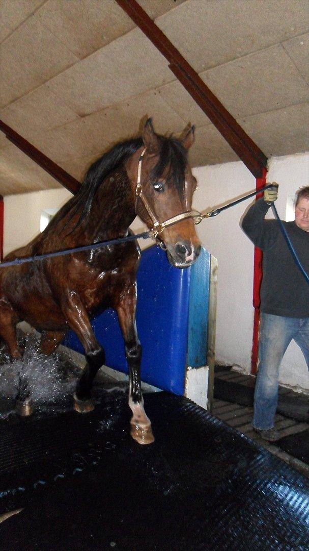 Arabisk fuldblod (OX) Farouk billede 17