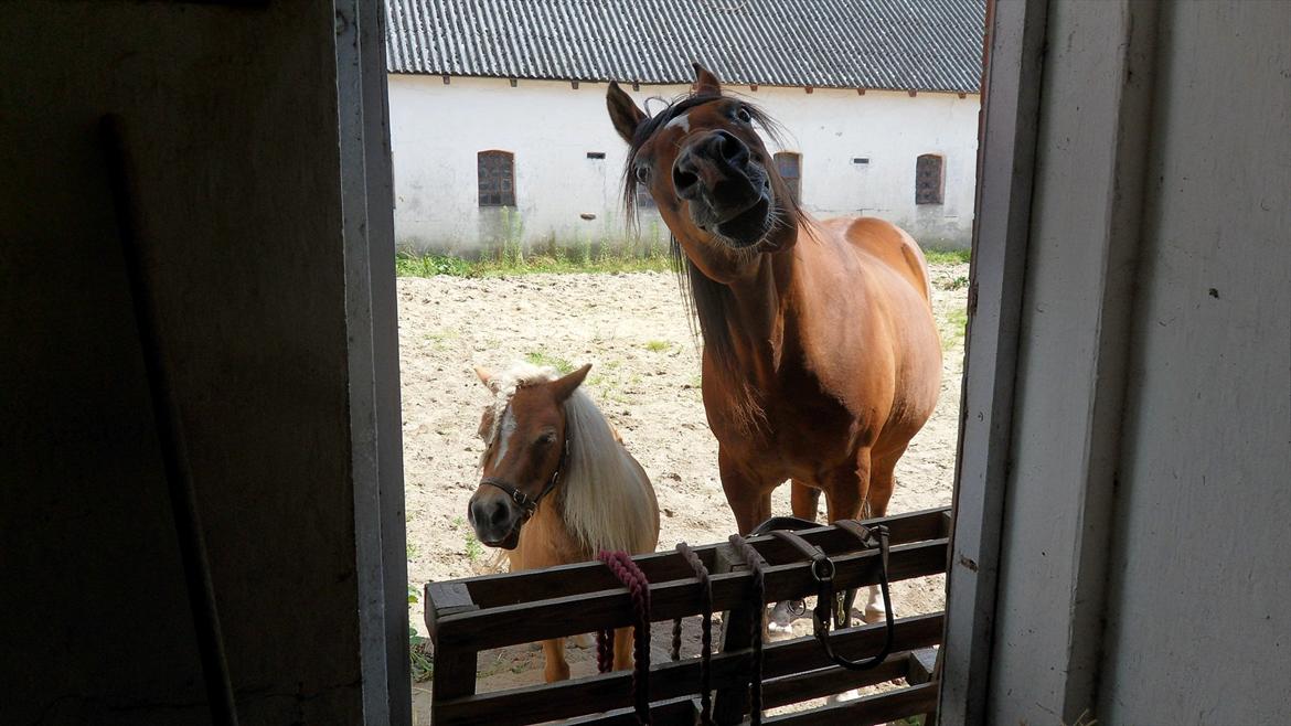 Miniature Puf billede 7