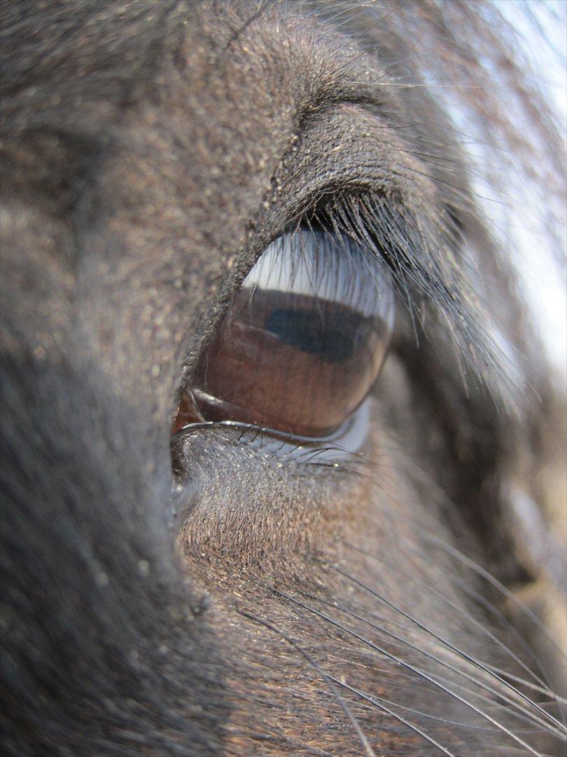 Fell pony Michaks Jaguar  billede 15