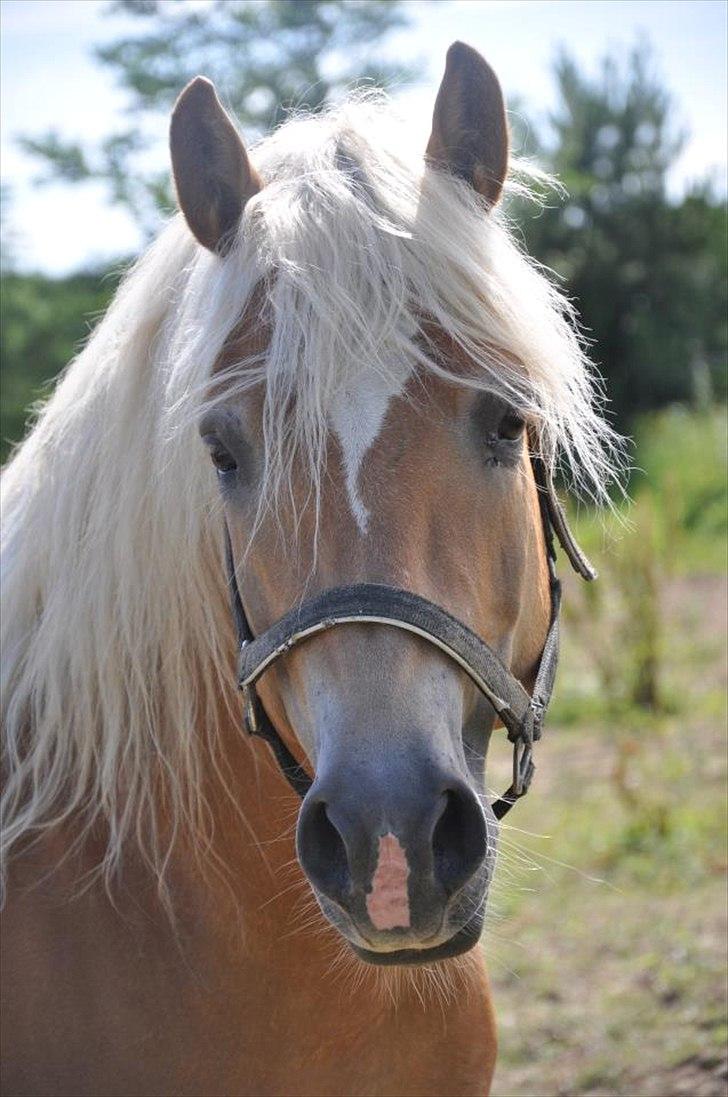 Haflinger Ariel-I *Avlshingst* - Velkommen til Ariel's profil :) billede 1