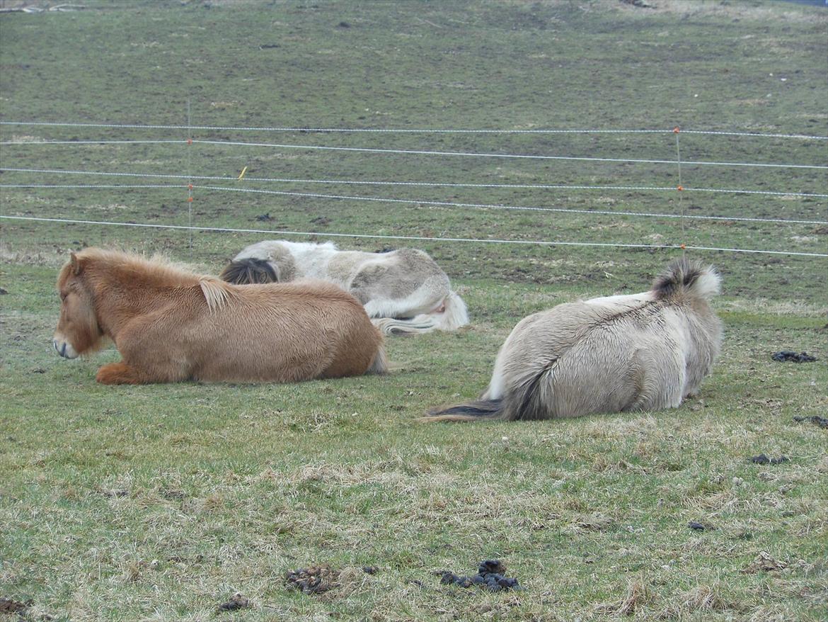 Islænder Audna **PRINSESSEN** - Audna og hendes 2 bedste venner, tager sig lige en morgen lur ;D billede 13