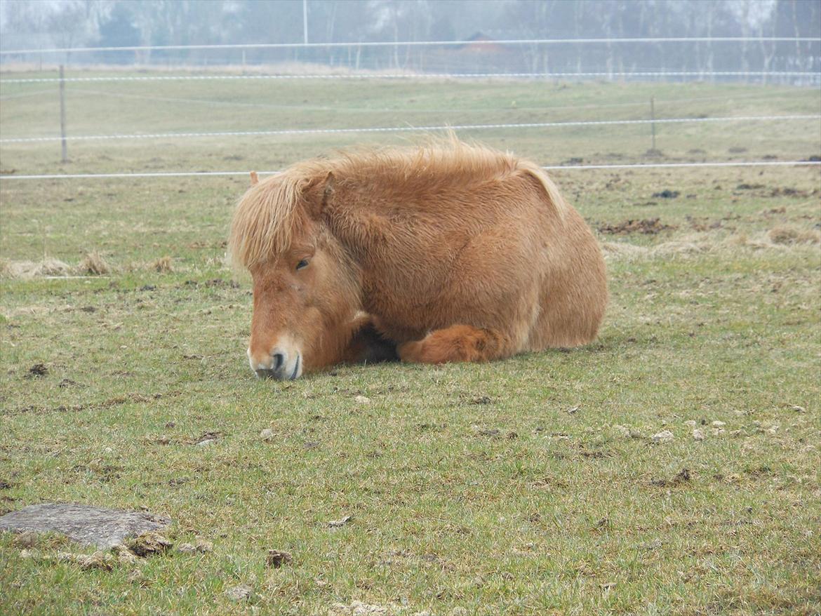 Islænder Audna **PRINSESSEN** - <3 du er såååå sød dejlige Audna <3 billede 14
